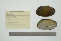 Strophitus undulatus image