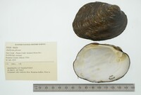 Amblema plicata image