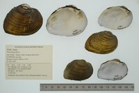 Fusconaia flava image