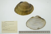 Lampsilis cardium image