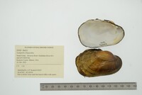 Lampsilis siliquoidea image