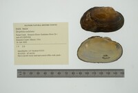 Strophitus undulatus image