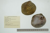 Cyclonaias tuberculata image