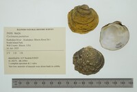 Cyclonaias pustulosa image