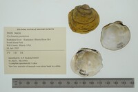 Cyclonaias pustulosa image