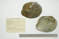 Theliderma metanevra image