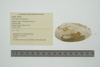 Uniomerus tetralasmus image