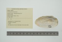 Uniomerus tetralasmus image