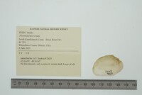 Alasmidonta viridis image