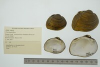 Fusconaia flava image