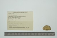 Alasmidonta viridis image