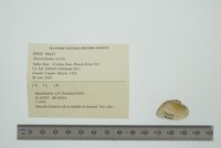 Alasmidonta viridis image