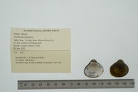 Corbicula fluminea image