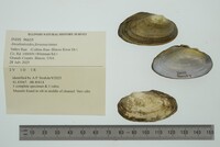 Anodontoides ferussacianus image