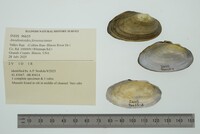 Anodontoides ferussacianus image