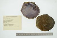 Cyclonaias tuberculata image