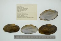 Strophitus undulatus image