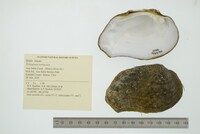 Tritogonia verrucosa image