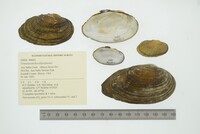 Venustaconcha ellipsiformis image