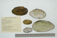 Venustaconcha ellipsiformis image