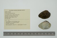 Truncilla donaciformis image