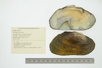 Lasmigona costata image