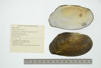 Lasmigona compressa image