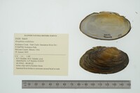 Strophitus undulatus image