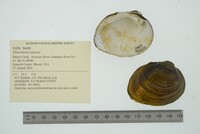 Pleurobema sintoxia image