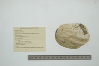 Amblema plicata image