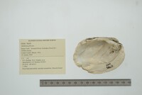 Amblema plicata image