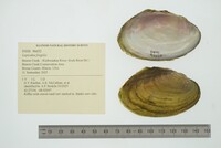 Leptodea fragilis image