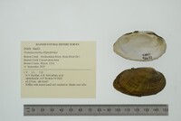 Venustaconcha ellipsiformis image