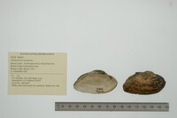 Alasmidonta marginata image