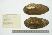 Lampsilis teres image