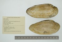 Lampsilis teres image