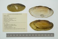 Lampsilis teres image