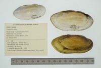 Lampsilis teres image