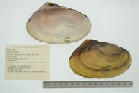 Leptodea fragilis image