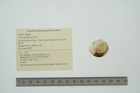 Pleurobema sintoxia image