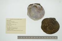 Cyclonaias tuberculata image