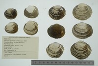 Obovaria subrotunda image