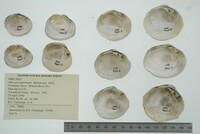 Obovaria subrotunda image