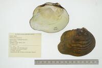 Theliderma metanevra image