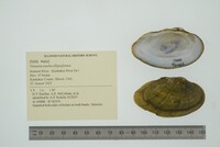 Venustaconcha ellipsiformis image