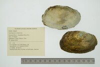 Lasmigona compressa image