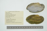 Strophitus undulatus image