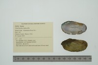 Utterbackia imbecillis image