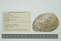 Pleurobema sintoxia image