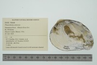 Pleurobema sintoxia image